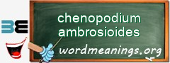 WordMeaning blackboard for chenopodium ambrosioides